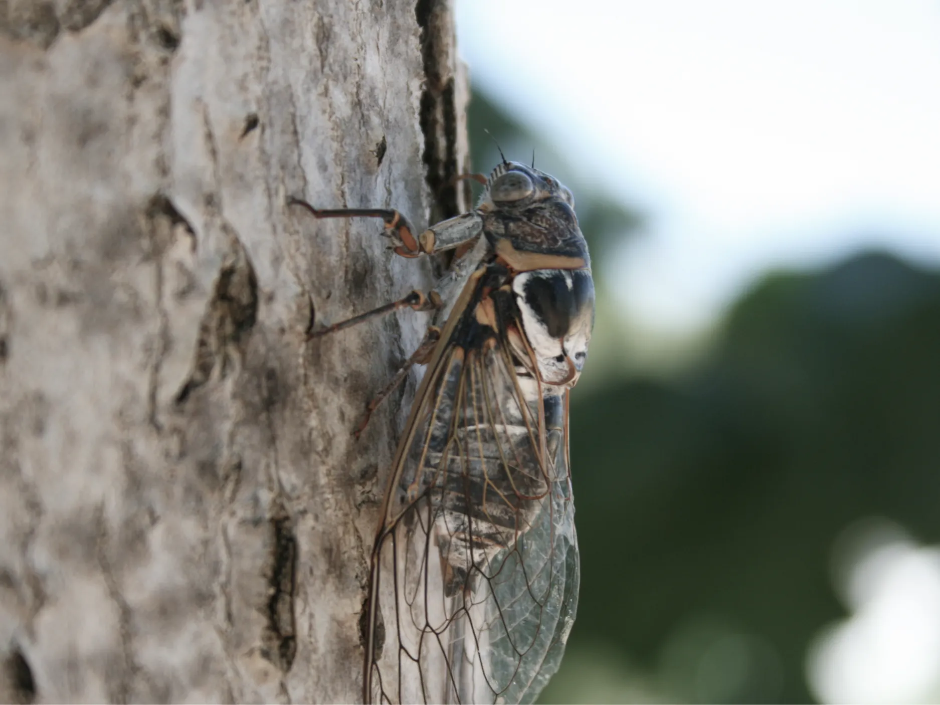 Detaljna fotografija škržata